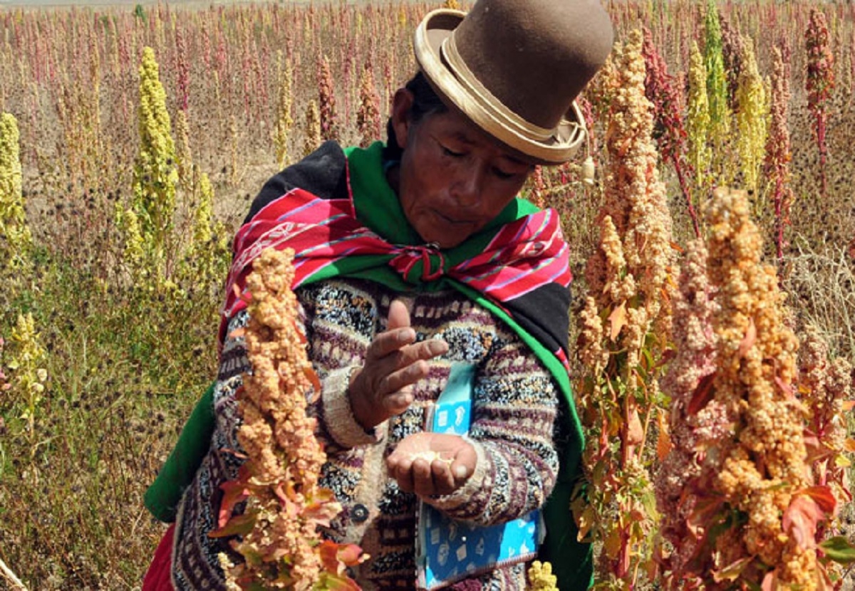 La quinua real boliviana con valor agregado llegará al mercado de Estados Unidos en ocho meses