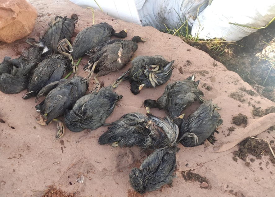 A causa de vuelco de camión aves afectadas por derrame de aceite mueren por hipotermia en el Titicaca